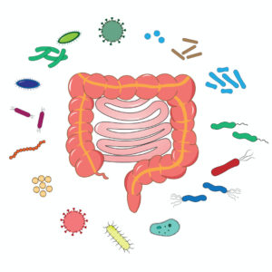 Immune System in Gut